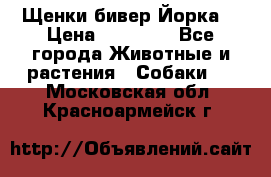 Щенки бивер Йорка  › Цена ­ 30 000 - Все города Животные и растения » Собаки   . Московская обл.,Красноармейск г.